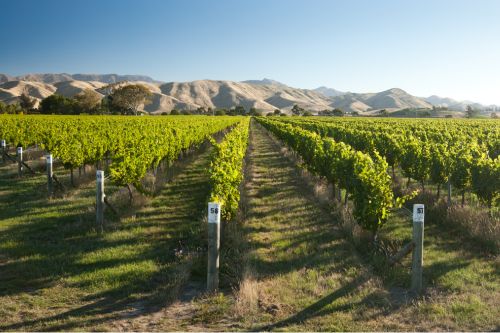 Innovativer Blick auf den Weinanbau beim Weinstudium in Neuseeland